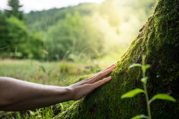 How Our Tree Care Process Works  in  East Camden, AR