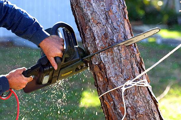 Trusted East Camden, AR Tree Removal Services Experts